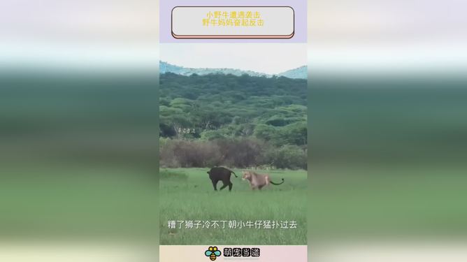 芬兰虽败犹荣，奋起反击表现意外出色的简单介绍